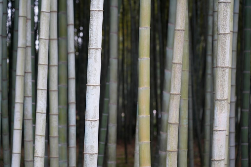 Lucky Bamboo Plants
